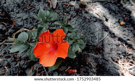 Bright red orange flower of hibiscus (Hibiscus rosa sinensis). Hawaiian wild red Hibiscus Plant. Hibiscus comprising several hundred species.