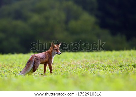 The red fox (Vulpes vulpes) looks for food in a meadow. Young red fox on green field with dark spruce forest in background.