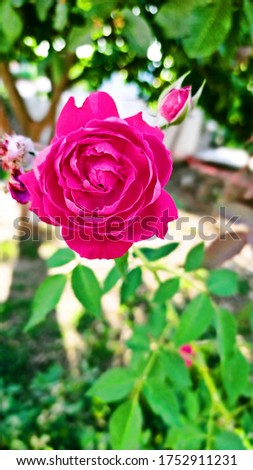 Beautiful Red Rose Flower Pictures