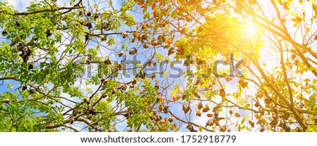 Colony of indian flying foxes. Exotic background. Sri Lanka. Wide photo.