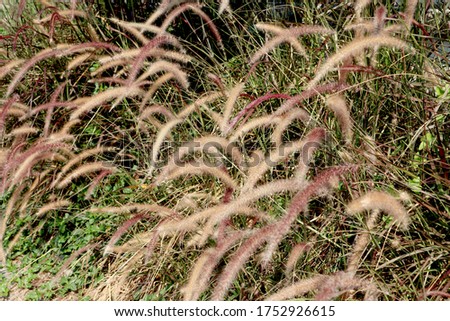 Beautiful grass flower natural in meadow for background.
