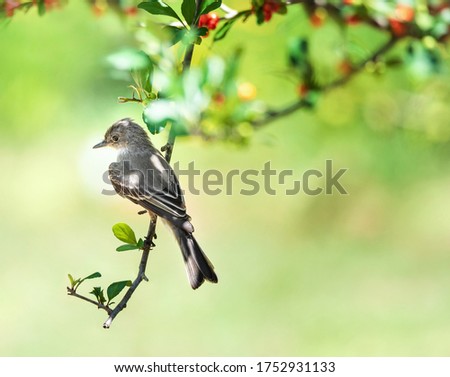 Northern Mockingbird (Mimus polyglottos) perched on a tree branch with red berries in Texas. Natural light green background with copy space. 