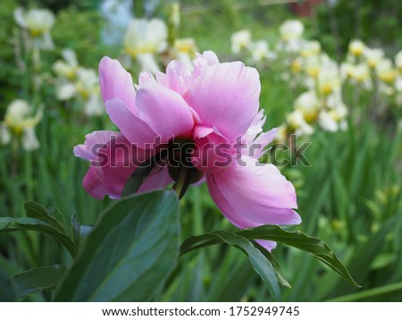 Lush rosy peonies in the blurred background of the green flowerbed.