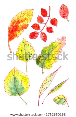 set of autumn yellow, red, orange, green leaves on a white background. graphic color picture