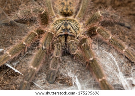 Pterinochilus murinus female closeup picture, angry eyes and potent venom. Orange bitey thing
