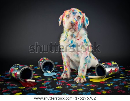 A silly Lab puppy looking like he just got caught getting into paint cans and making a colorful mess.