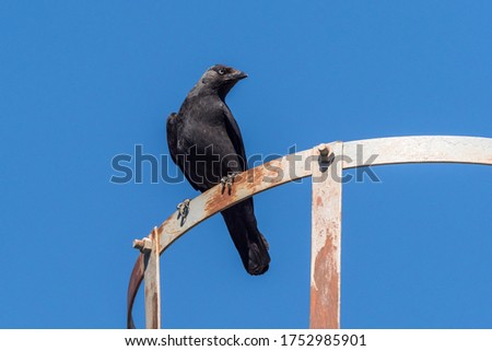 Tower jackdaw resting above a bridge