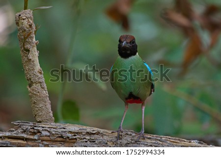 Hooded Pitta bird foraging for food