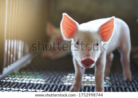 The piggy was standing in the stable looking forward.Turnkey pig farming in an industrial farm Royalty-Free Stock Photo #1752998744