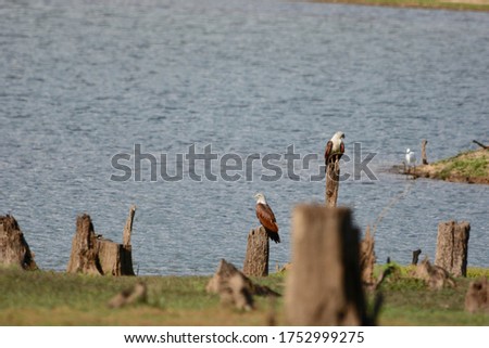 Red-backed sea-eagle on pond background.