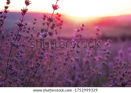 Lavender violet Field in the summer sunset time close up. Sunset gleam over purple flowers of lavender. Bushes on the center of picture and sun light on the left.