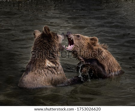 Two brown bears are fighting in the water