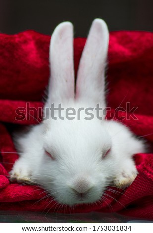 Side and front view picture of Rabbit Covered in cloth  
