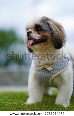 Portrait happy shisu dog in the park.                               