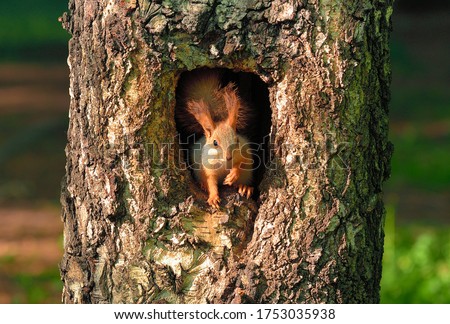 Squirrel sitting in a hollow birch, looks out of a hollow tree, fluffy fur, black eyes, paws. Without man. Nature Of Siberia, Novosibirsk, Russia, 2020