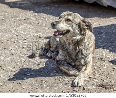A homeless hungry dog with sad eyes asks for food. Concept of stray dogs, animal shelter, pet care