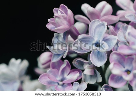 close-up of lilac flowers on a black background