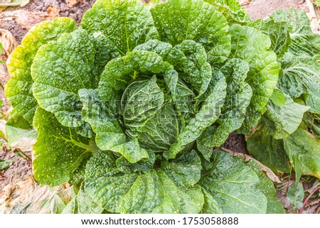 Chinese Cabbage in Organic Farm, Closeup in field background