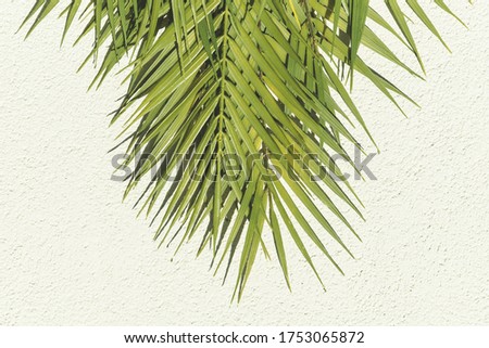 Summer abstract  photography of palm leaf and shadow of it over white wall. Trendy tropics background with copy space.