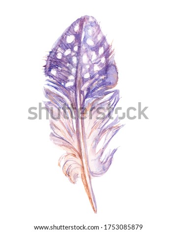 Fairy quail feather isolated on the white background. Handdrawn watercolor work