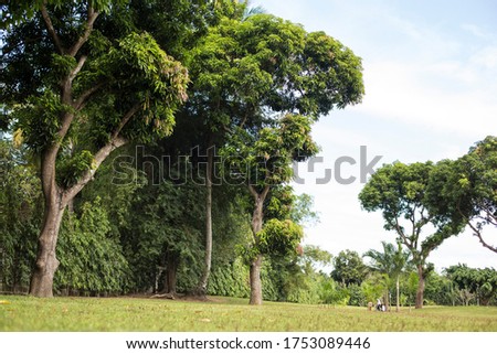 Batangas Philippines, February 2018 - Full grown trees on a clear blue sky  Royalty-Free Stock Photo #1753089446
