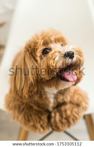 Toy poodle lying on white chair and show tongue in camera. The close up portrait of ginger dog. Focus on black nose