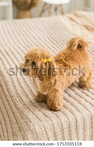Fluffy toy poodle stand on bed with brown cover. The portrait of ginger dog with yellow hairpin