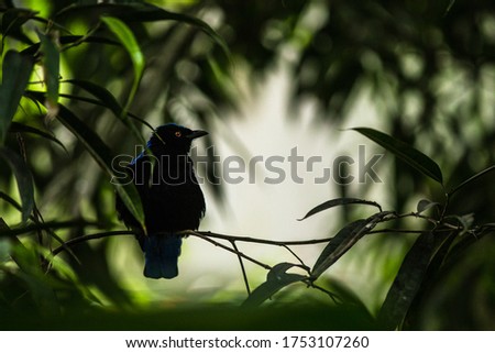 asian fairy bluebird portrait in nature