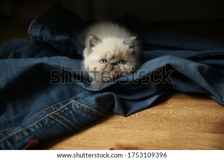 scottish fold kitten blue point Very cute and funny, lies on blue jeans