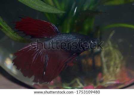 Crown-tail maroon betta fish in a bowl