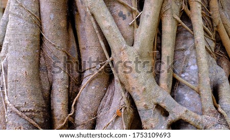 The roots of trees beside the brook , nature background
