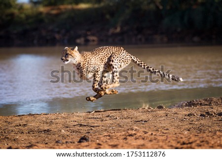 Side view of cheetah sprinting with straight tail with dam water in the background on a sunny late afternoon in Kruger Park South Africa
