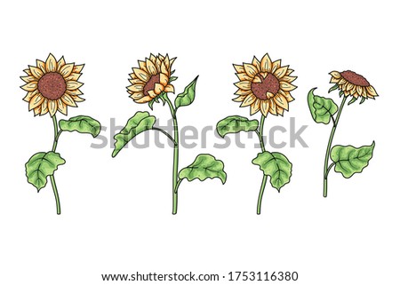 Set of hand drawn vector bright sunflowers isolated on white background. Cute floral elements for package, banner, print, card, fabric, label, advertising, textile, wrapping paper, web.