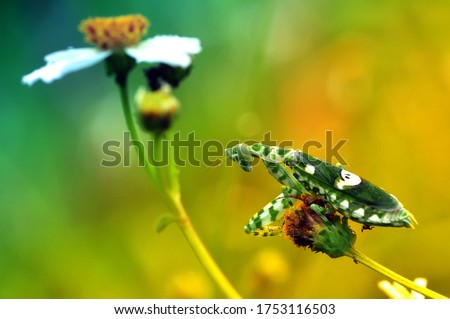 mantis on a flower, macro