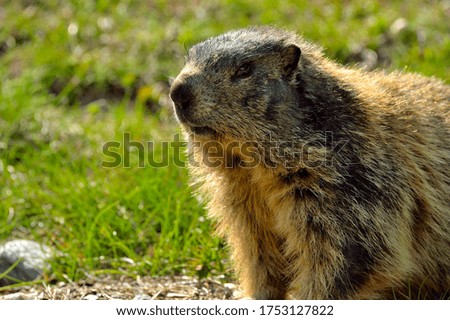 Marmot portrait in front of a green meadow