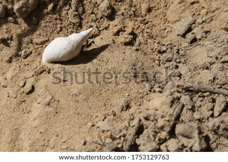 white shell in the sand