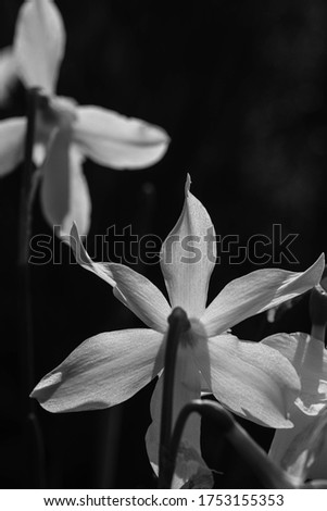 Black and white shot of daffodils with sunlight shining through, in the height of spring. 