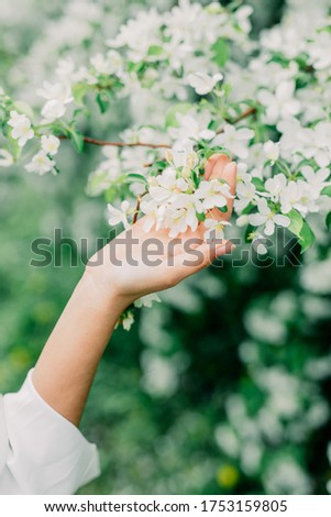 Beautiful brunette Woman In Blossoming Apple Trees. Hand touch apple-tree in blossom. Sunset in the garden. Apple blossom garden. Middle spring.