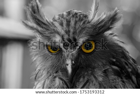 portrait of an color owl's sharp eyes looking at the camera isolated on black and white other owl's body. Owl looks angry or uncomfortable.
