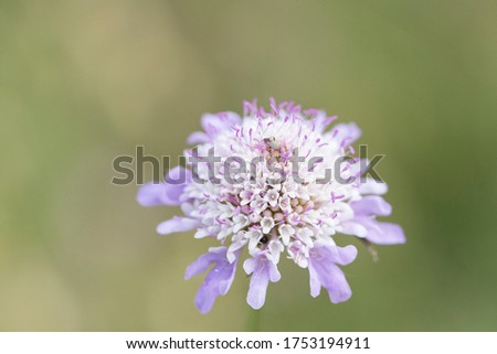 Photograph of a lilac and white flower on a green background. Concept flowers.