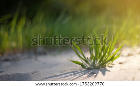 Green grass in soft focus on sand beach against the sun background