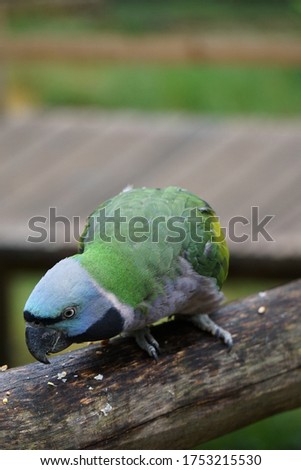 Picture Of A Lord Derby Parakeet Closeup