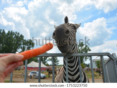 Feeding zebra by carrot in a car safari park in Hungary on a sunny day