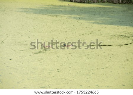 Two ducks swim through the swamp overgrown with ryazka in mud and leave a mark in the water of the pond