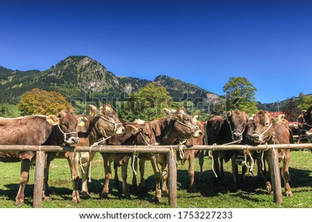 BAD HINDELANG, BAVARIA, GERMANY - SEPTEMBER 10 2011: Adorned cattle at the traditional annual Almabtrieb, Viehscheid in Allgaeu, Bavarian Alps. Crowd of tourist people watching the event. Royalty-Free Stock Photo #1753227233