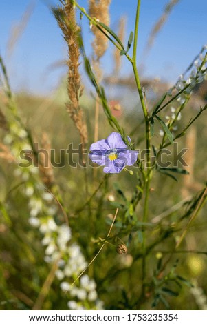 Blue flowers on a green background in summer, a field, a ear