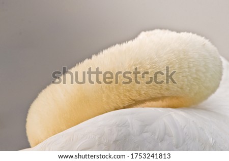The rounded neck of a beautiful swan very closeup and near, you can see every feather