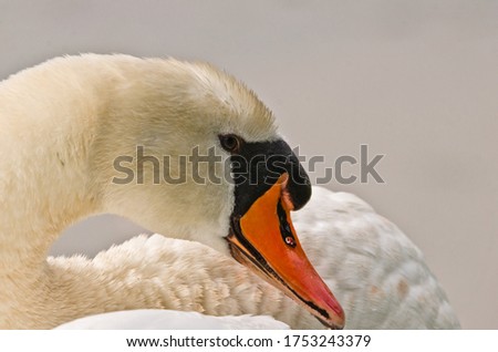 The head of a beautiful swan with a rounded neck. A very closeup and near picture , you can see every feather, very beautiful and peaceful and elegant