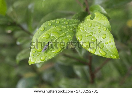 Green leaves covered in morning dew drops, selective focus and shallow depth of field