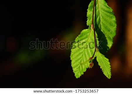 Green leaves of the beech tree hang down against the side of the picture against a dark background